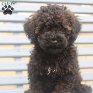 Lilly, Miniature Poodle Puppy